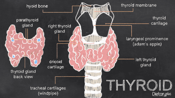 Explicación rápida de la Tiroides